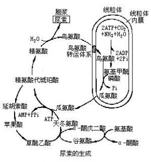 什麼動物|動物百科